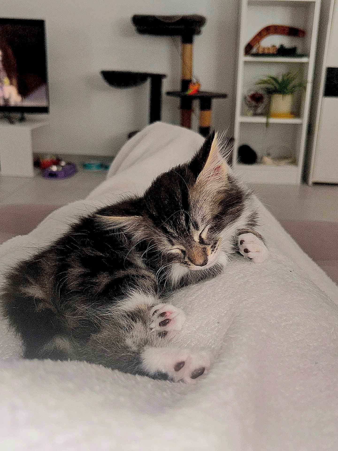 Atila participe au concours pour gagner de l'argent avec cette photo : kitten, cat, sleeping, furry, white_blanket, cozy, indoor, living_room, cat_tree, plant, shelf, television, floor, paws, relaxation, pet, nap, soft, feline, domestic