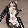 Atila a rejoint le concours — aidez-le/la à gagner de superbes lots ! kitten, cat, sleeping, couch, remote_control, fluffy, pet, relaxed, indoor, feline, whiskers, paws, soft, cute, pet_life, domestic, resting, fur, small_animal, cozy