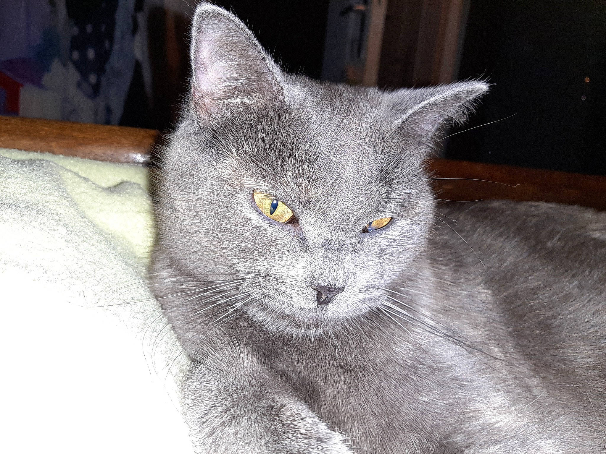 Zena participe au concours pour gagner de l'argent avec cette photo : asian, british_semi_longhair, british_shorthair, burmese, carnivore, cat, chartreux, domestic_short_haired_cat, felidae, korat, mammal, nebelung, russian_blue, small_to_medium_sized_cats, snout, vertebrate, whiskers