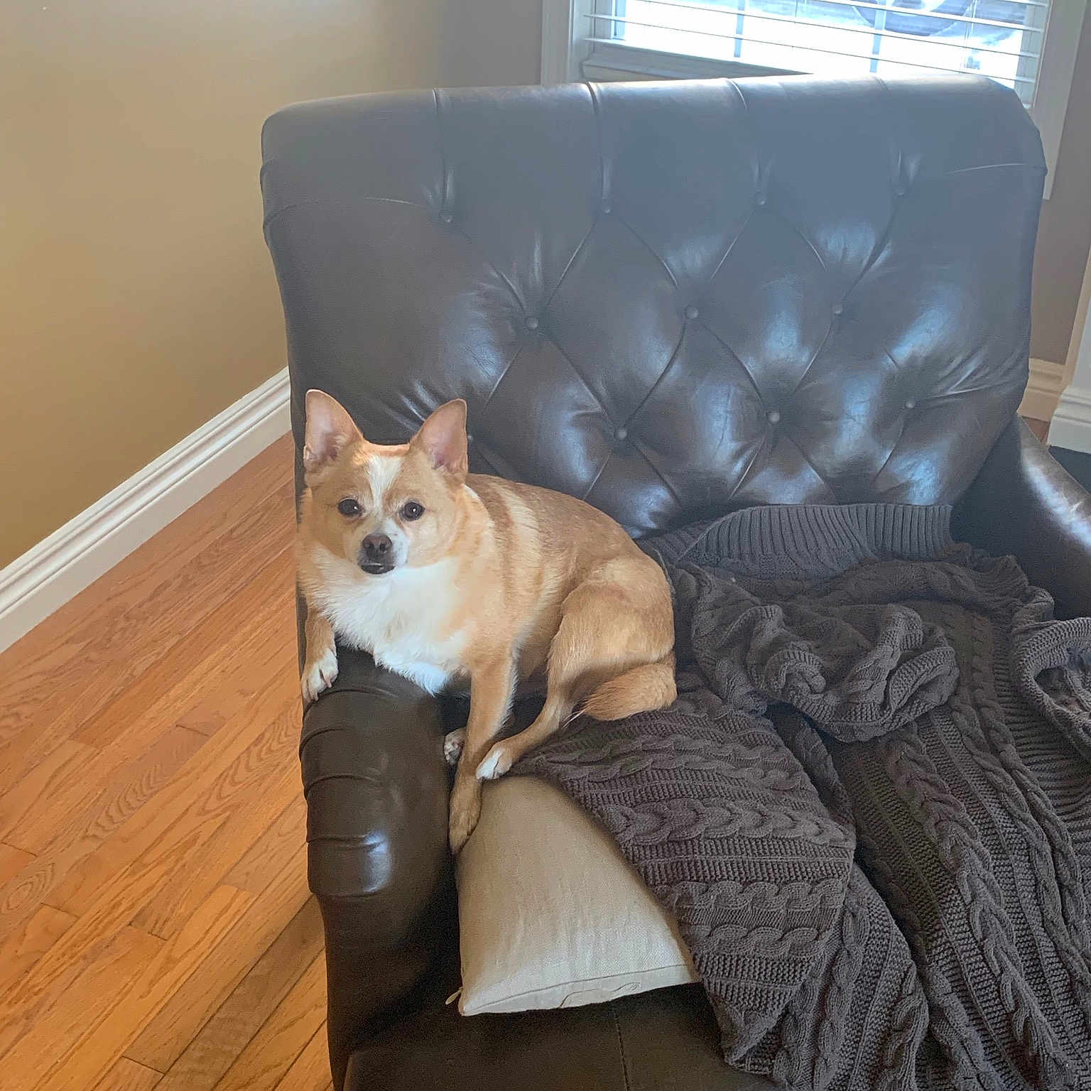 Valentino is registered to the contest to win money with this photo: canidae, carnivore, chair, comfort, couch, dog, dog_breed, fawn, floor, flooring, furniture, hardwood, home, house, interior_design, pembroke_welsh_corgi, room, slipcover, sofa_bed, wood