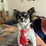 Diego a rejoint le concours — aidez-le/la à gagner de superbes lots ! dog, small_dog, tie, polka_dot, indoor, person, hand, blurred_background, cute, pet, animal, white_fur, black_fur, portrait, accessory, fashion, sitting, close_up, furry, domestic_animal