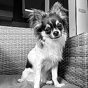 Diego a rejoint le concours — aidez-le/la à gagner de superbes lots ! big_eyes, black_and_white, chihuahua, companion, cozy, cushion, cute, dog, furry, home_interior, indoor, long_hair, looking_at_camera, monochrome, perky_ears, pet, portrait, sitting, small_dog, wicker_chair