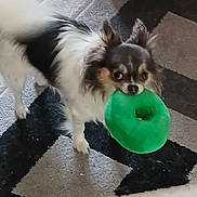 Diego a rejoint le concours — aidez-le/la à gagner de superbes lots ! dog, toy, green, carpet, black_and_white, small_dog, fluffy, indoor, pet, playful, animal, floor, ears, fur, cute, mouth, standing, tile_floor, geometric_pattern, house