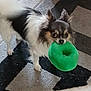 dog, toy, green, carpet, black_and_white, small_dog, fluffy, indoor, pet, playful, animal, floor, ears, fur, cute, mouth, standing, tile_floor, geometric_pattern, house