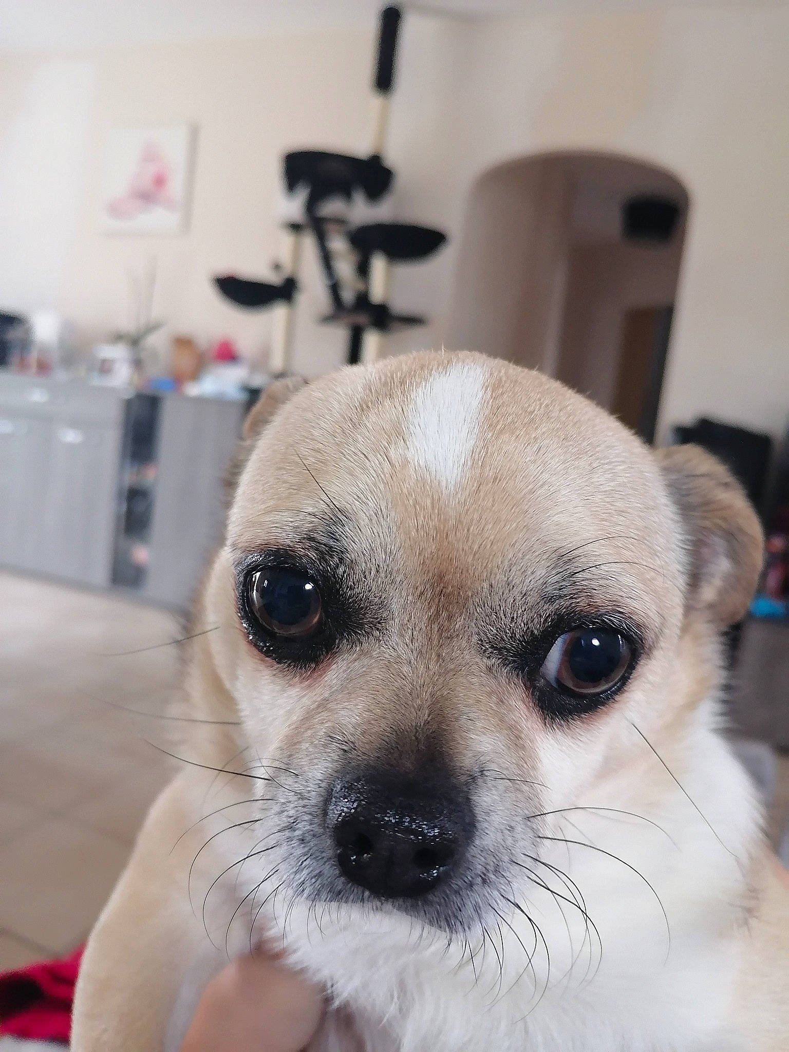 Plutô a rejoint le concours — aidez-le/la à gagner de superbes lots ! canidae, carnivore, close_up, companion_dog, dog, dog_breed, fawn, flooring, fur, maltepoo, non_sporting_group, puppy, puppy_love, snout, sporting_group, sunglasses, terrestrial_animal, toy_dog, whiskers, working_animal