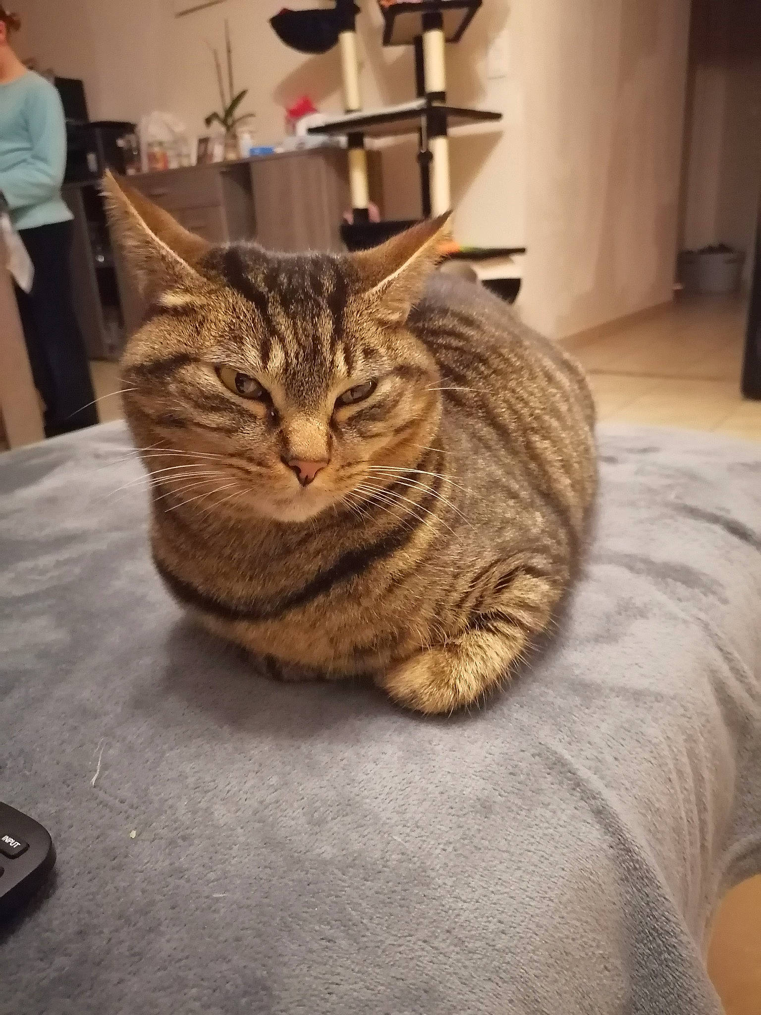 Nesquick a rejoint le concours — aidez-le/la à gagner de superbes lots ! carnivore, cat, comfort, domestic_short_haired_cat, fawn, felidae, flooring, fur, grey, hardwood, houseplant, mobile_phone, shorts, sitting, small_to_medium_sized_cats, snout, tail, textile, whiskers, wood