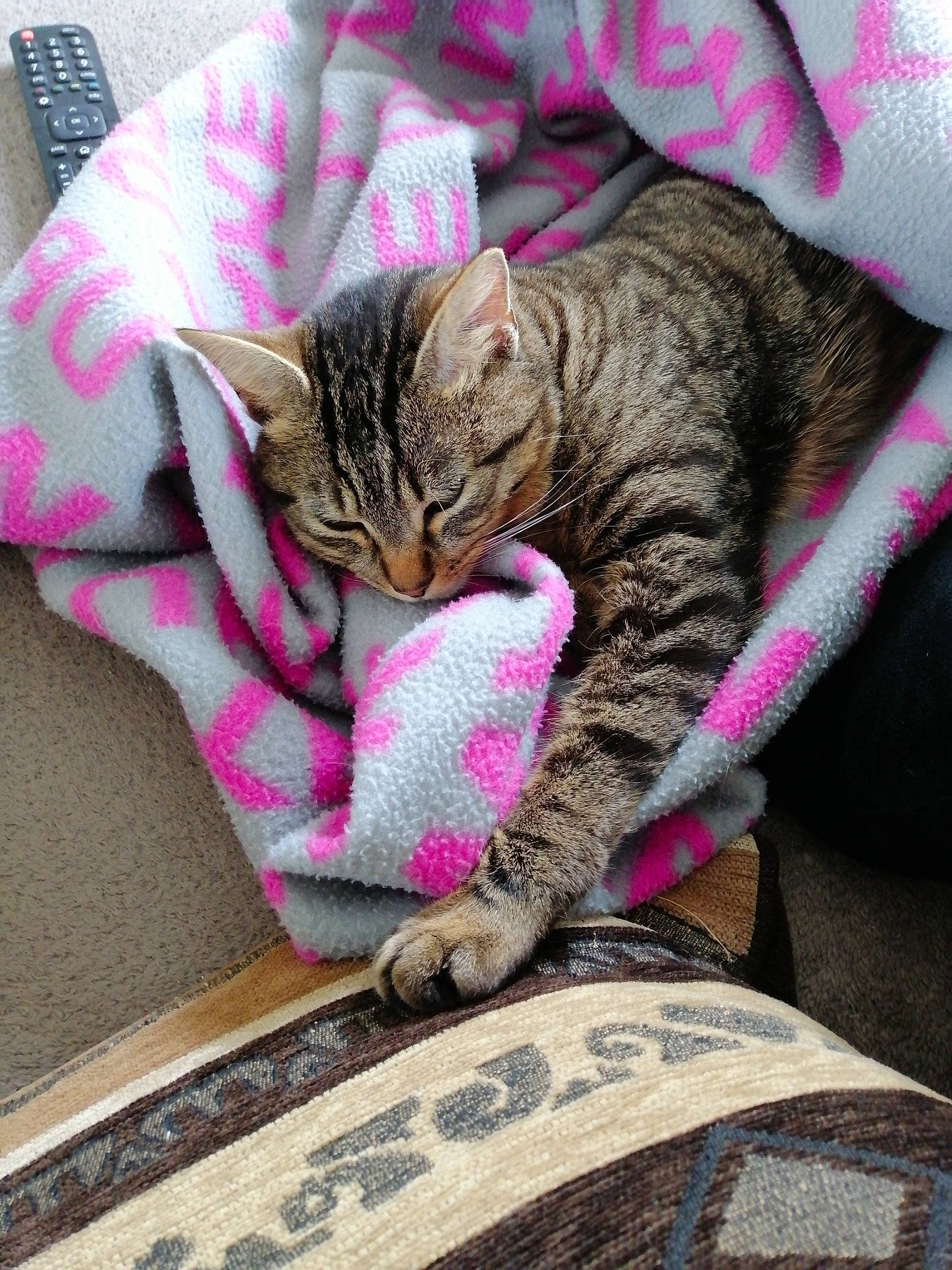 Nesquick participe au concours pour gagner de l'argent avec cette photo : american_shorthair, asian, california_spangled, carnivore, cat, domestic_short_haired_cat, dragon_li, european_shorthair, felidae, kitten, mammal, nap, ocicat, pink, small_to_medium_sized_cats, tabby_cat, whiskers