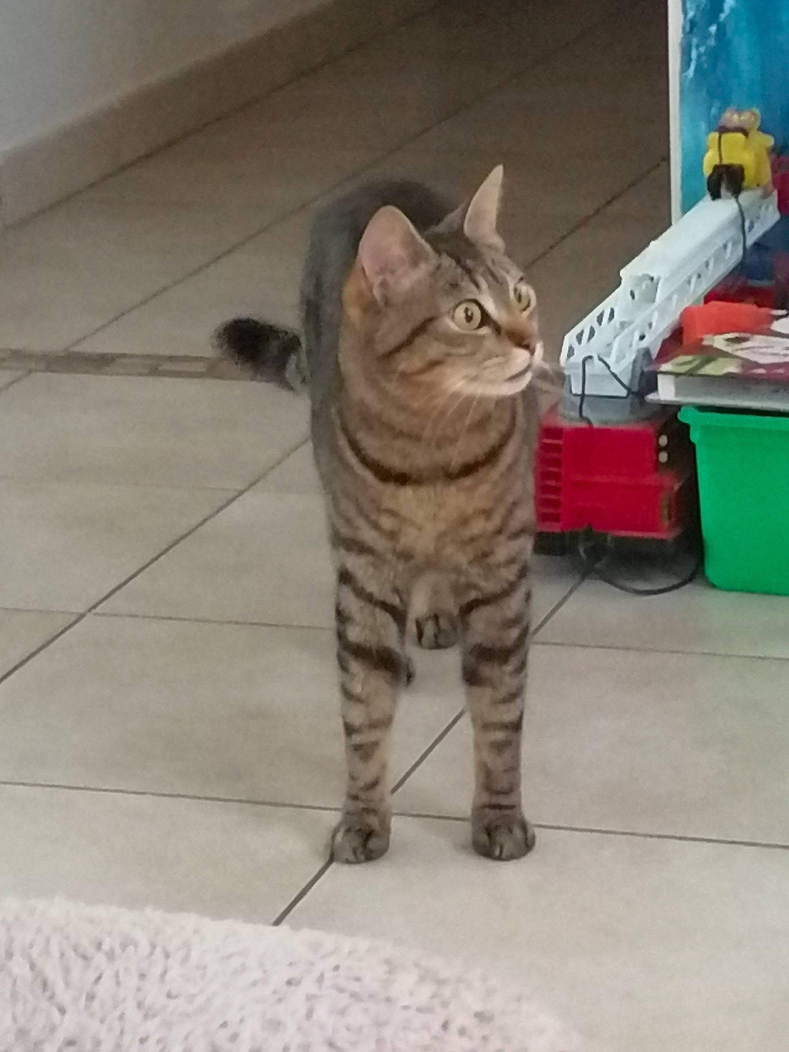 Nesquick a rejoint le concours — aidez-le/la à gagner de superbes lots ! box, carnivore, cat, claw, domestic_short_haired_cat, felidae, flooring, fur, paw, sky, small_to_medium_sized_cats, snout, tail, terrestrial_animal, tile_flooring, whiskers, wildlife, wood