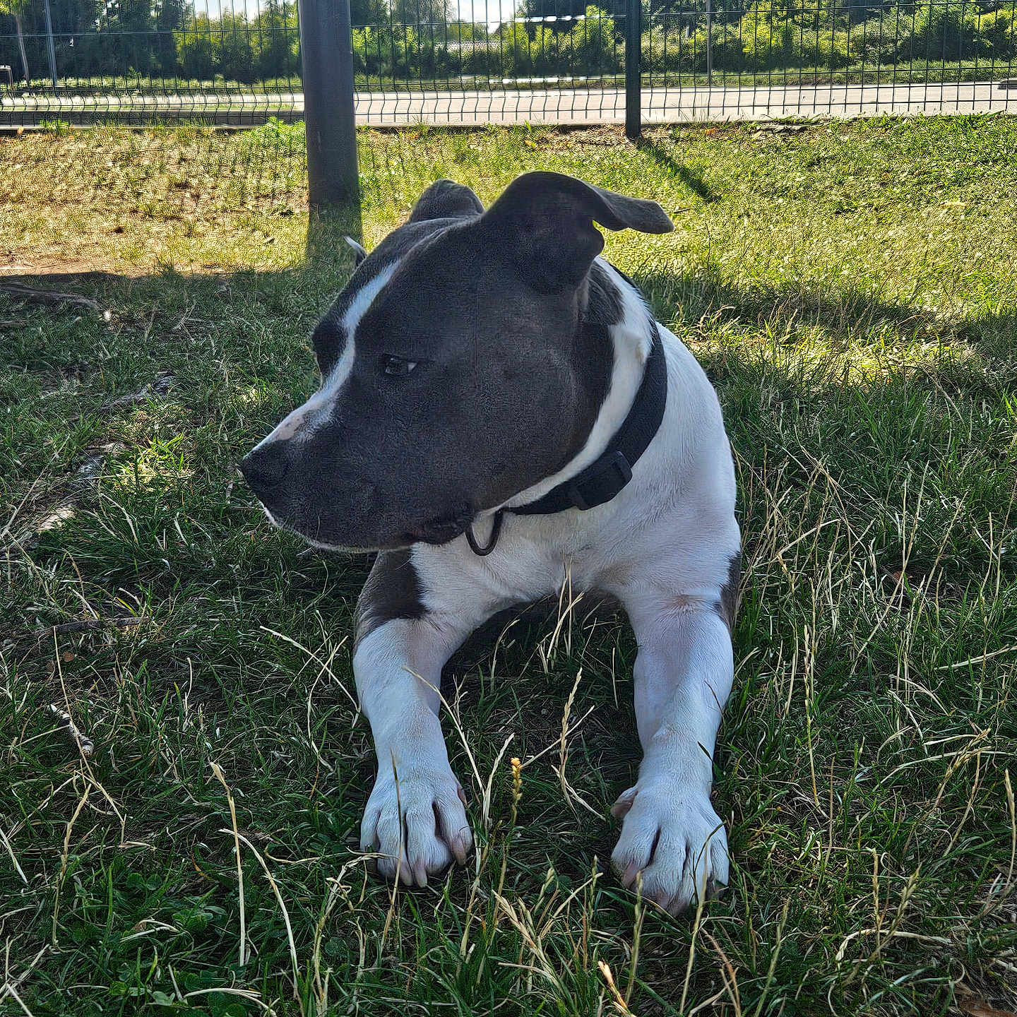 Sniky a rejoint le concours — aidez-le/la à gagner de superbes lots ! animal, black_and_white, canine, collar, daytime, dog, fence, grass, greenery, leisure, mammal, nature, outdoor, park, pet, relaxed, resting, shadow, sunlight, tree