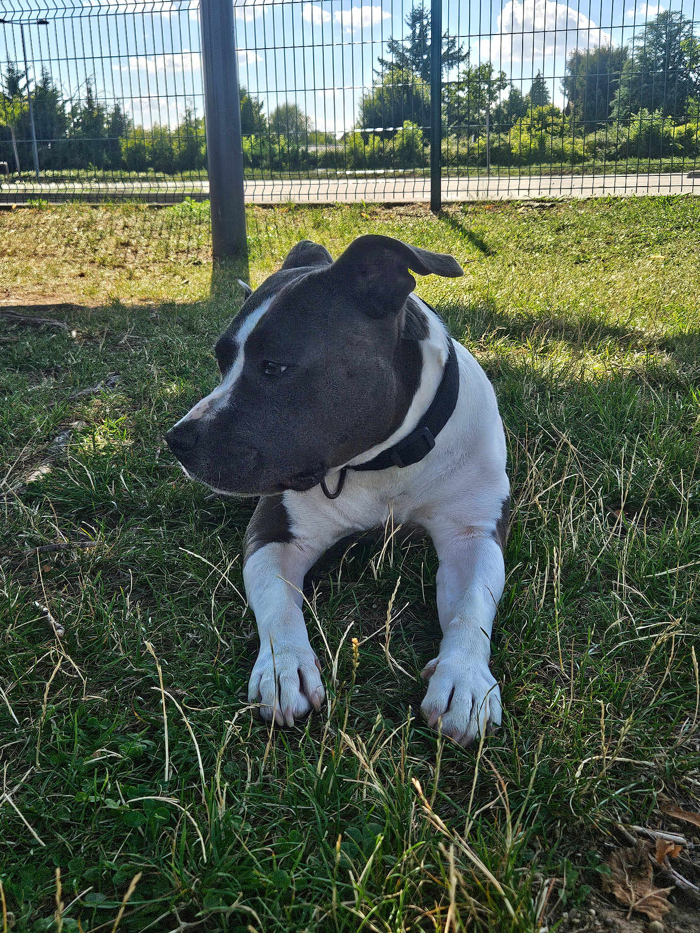 Sniky