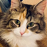 Snuggles is registered to the contest to win money with this photo: animal, cardboard, cat, close_up, curious, cute, domestic_cat, face, feline, fluffy, fur, green_eyes, indoor, looking, pet, pink_nose, portrait, soft, tabby, whiskers
