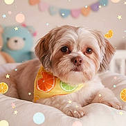 Jaxon is registered to the contest to win money with this photo: dog, bandana, citrus_pattern, cushion, stuffed_toy, teddy_bear, soft_lighting, indoor, pet, cute, fluffy, relaxed, decorative, background, pastel_colors, close_up, portrait, animal, cozy, playful
