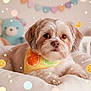 dog, bandana, citrus_pattern, cushion, stuffed_toy, teddy_bear, soft_lighting, indoor, pet, cute, fluffy, relaxed, decorative, background, pastel_colors, close_up, portrait, animal, cozy, playful