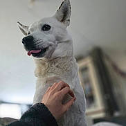 Luna participe au concours pour gagner de l'argent avec cette photo : animal, blurred_background, canine, close_up, companion, cute, dog, domestic, ears, friendly, fur, hand, human_interaction, indoor, pet, portrait, scratching, soft_lighting, tongue_out, white_dog