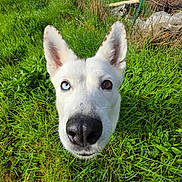 Luna participe au concours pour gagner de l'argent avec cette photo : dog, white_dog, heterochromia, blue_eye, brown_eye, grass, outdoor, pet, canine, nose, ears, fence, yard, garden, close_up, animal, curious, nature, sunlight, portrait
