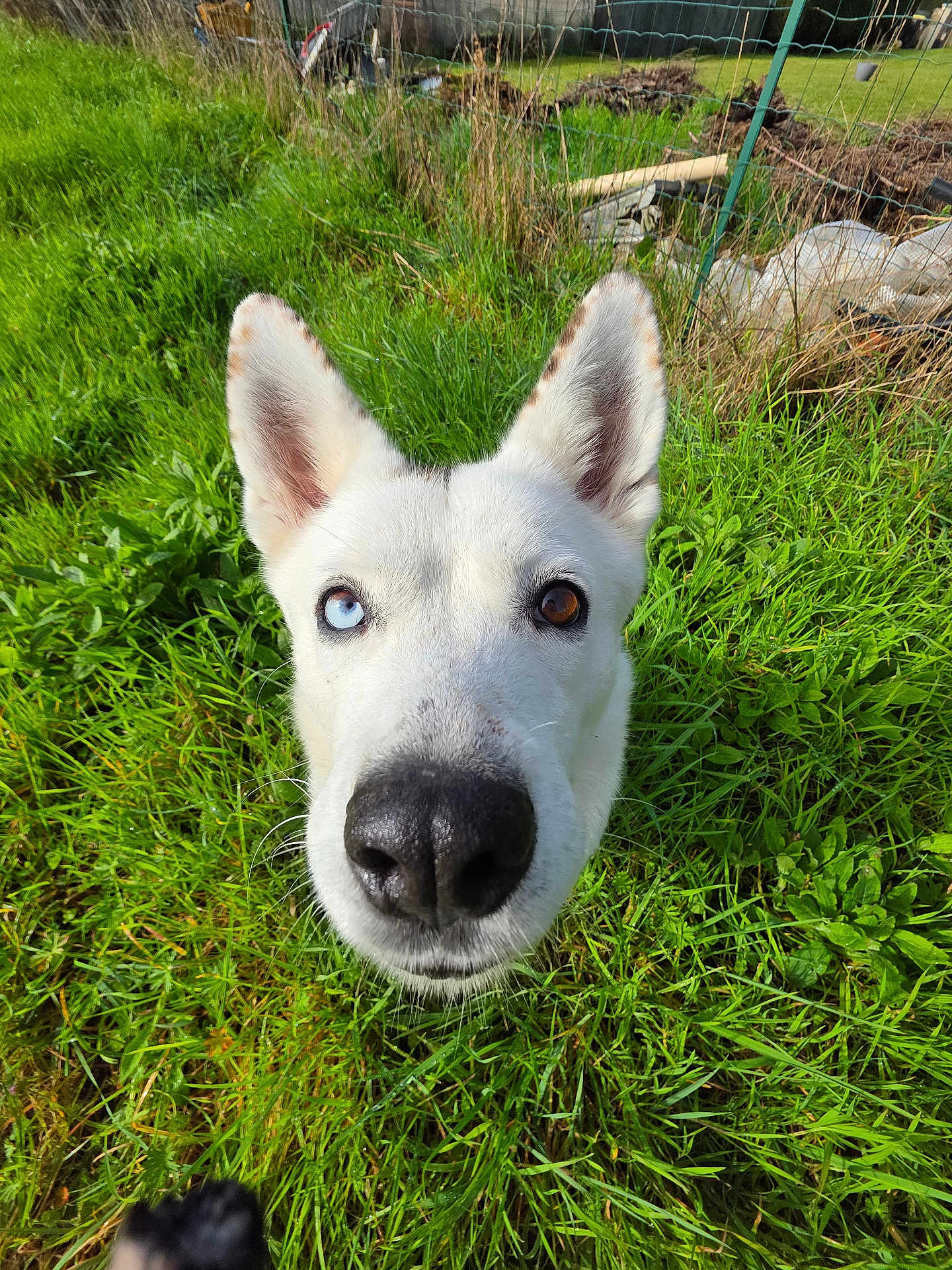 Luna participe au concours pour gagner de l'argent avec cette photo : dog, white_dog, heterochromia, blue_eye, brown_eye, grass, outdoor, pet, canine, nose, ears, fence, yard, garden, close_up, animal, curious, nature, sunlight, portrait