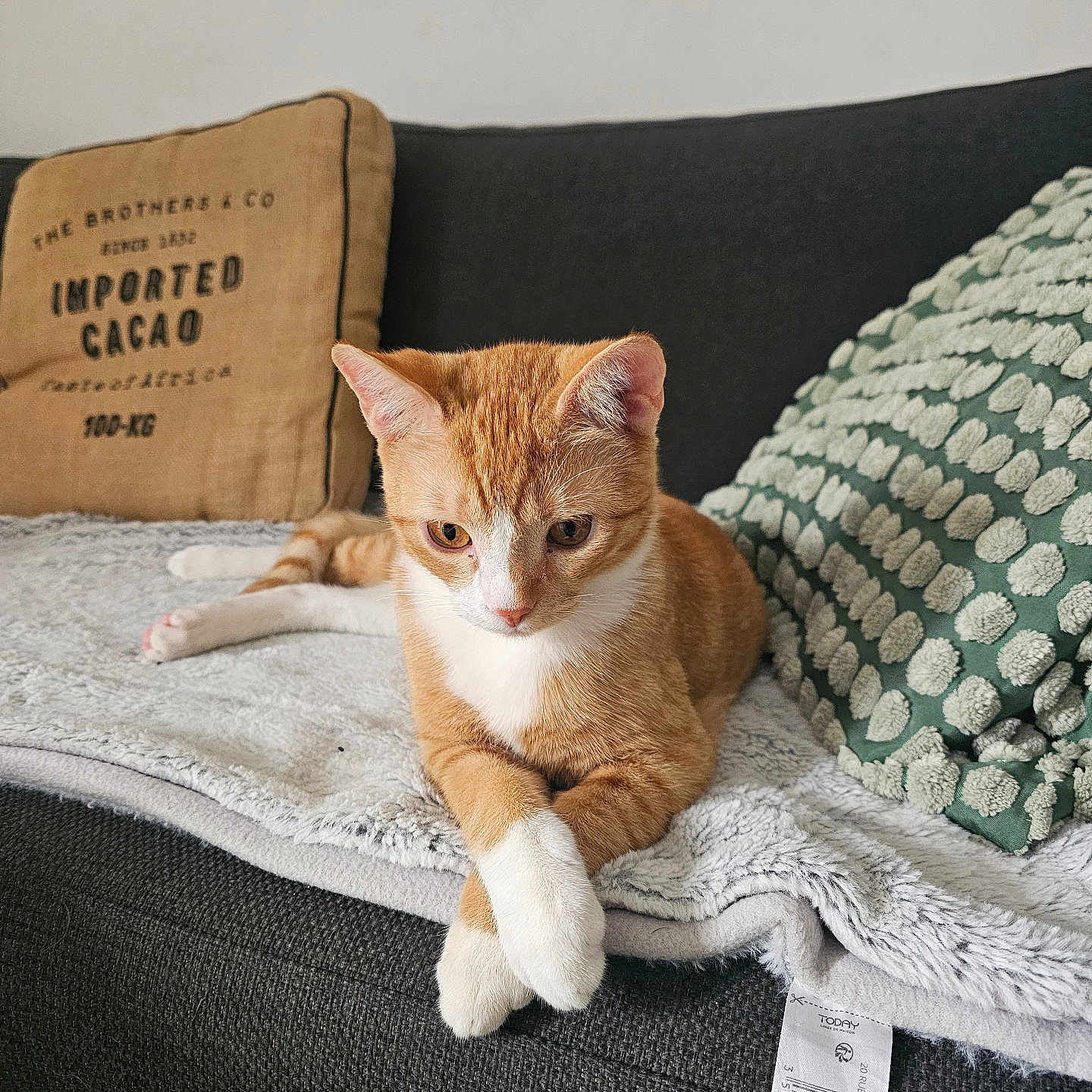Tupac a rejoint le concours — aidez-le/la à gagner de superbes lots ! abyssinian, animal, architecture, bag, blanket, building, cat, couch, cushion, furniture, homedecor, indoors, kitten, linen, livingroom, manx, pet, pillow, room, text