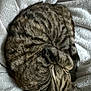 Aloha participe au concours pour gagner de l'argent avec cette photo : cat, tabby_cat, sleeping, curled, blanket, fur, pet, indoor, cozy, nap, whiskers, paw, tail, closeup, texture, soft, domestic_cat, relaxed, striped, bedding