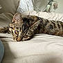 Aloha participe au concours pour gagner de l'argent avec cette photo : cat, tabby_cat, pet, bed, bedding, pillow, sleepy, whiskers, ears, amber_eyes, fur, indoor, cozy, close_up, portrait, relaxed, blanket, home, nap, domestic_cat