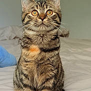 Aloha participe au concours pour gagner de l'argent avec cette photo : cat, kitten, tabby, fur, whiskers, golden_eyes, stripes, pet, bed, sheet, indoor, portrait, cute, sitting, paws, ears, nose, close_up, background_wall, bedding