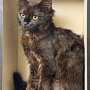 Hestia joined the competition — help win amazing prizes! alert, animal, black_cat, box, cat, close_up, companion, curious, cute, domestic_animal, feline, fur, furry, indoor, pet, portrait, sitting, small_space, whiskers, yellow_eyes