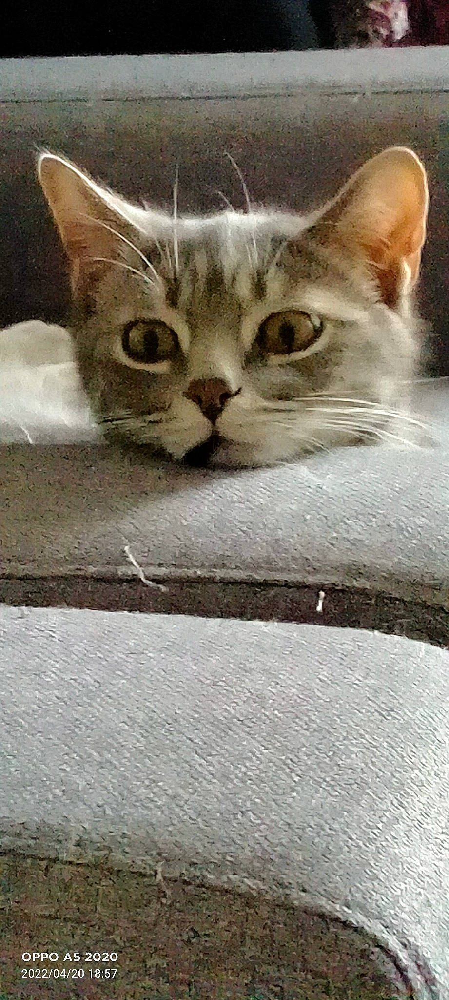 Monoï a rejoint le concours — aidez-le/la à gagner de superbes lots ! carnivore, cat, claw, domestic_short_haired_cat, fawn, felidae, fur, gesture, paw, photo_caption, small_to_medium_sized_cats, snout, tail, whiskers, window, wood