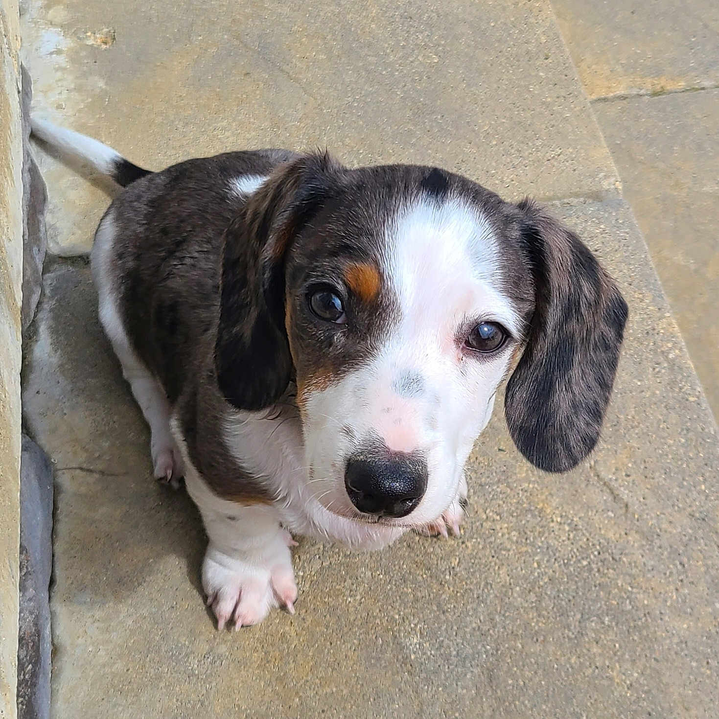 Tony joined the competition — help win amazing prizes! animal, black_nose, brown_spots, concrete, curious, cute, daylight, dog, ears, fur, looking_up, outdoor, paws, pet, puppy, small, stone_wall, tail, white_spots, young