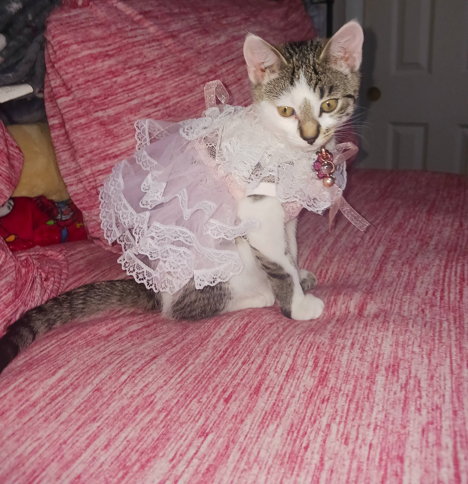 Elljai-lj. is registered to the contest to win money with this photo: carnivore, cat, claw, comfort, domestic_short_haired_cat, dress, fawn, felidae, flooring, foot, fur, grey, hardwood, human_leg, linens, paw, small_to_medium_sized_cats, tail, whiskers, wood
