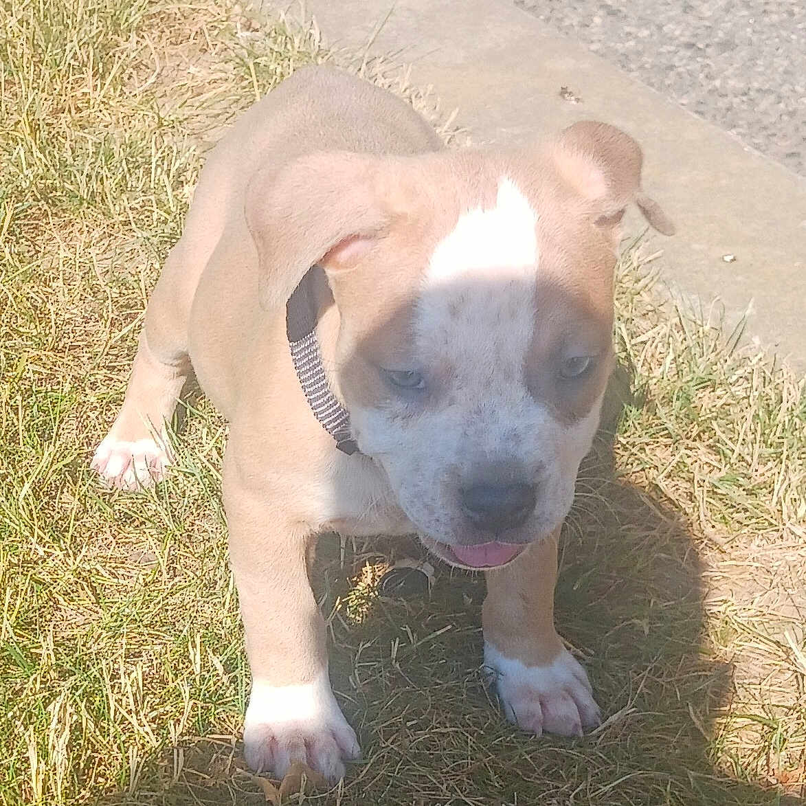 Zena is registered to the contest to win money with this photo: animal, ball, boxer, bulldog, canine, dog, football, frenchbulldog, grass, hound, lawn, pet, pitbull, plant, puppy, snout, soccer, soccerball, sport, whitedog