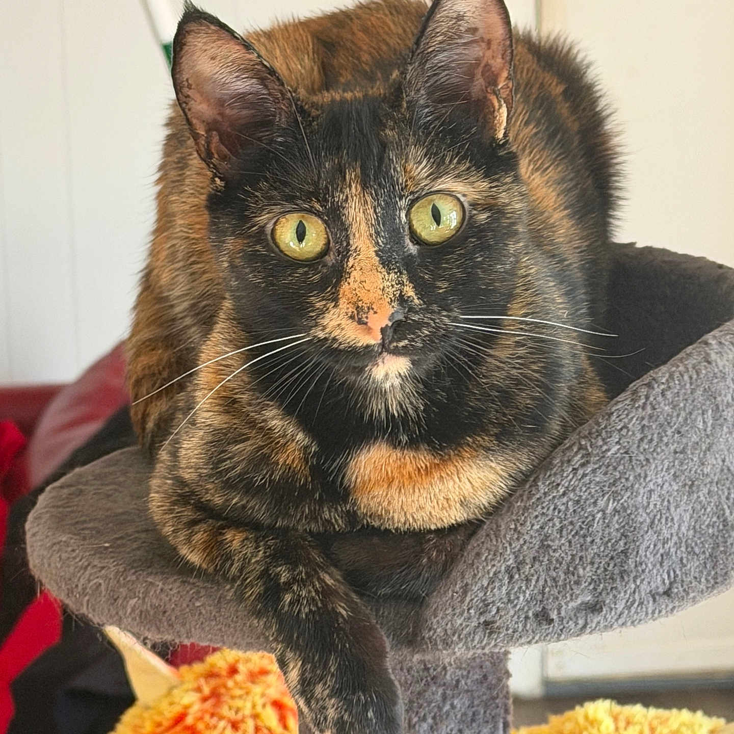 Nala