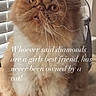 cat, fluffy, orange_cat, white_cat, indoor, window_blinds, wooden_surface, whiskers, pet, cute, funny_face, feline, animal, sitting, domestic_cat, portrait, house, fur, eyes, text_overlay
