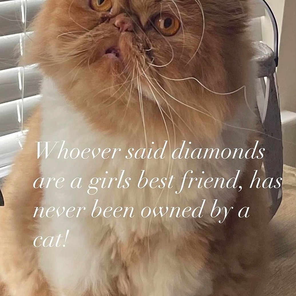 Maxwell is registered to the contest to win money with this photo: cat, fluffy, orange_cat, white_cat, indoor, window_blinds, wooden_surface, whiskers, pet, cute, funny_face, feline, animal, sitting, domestic_cat, portrait, house, fur, eyes, text_overlay