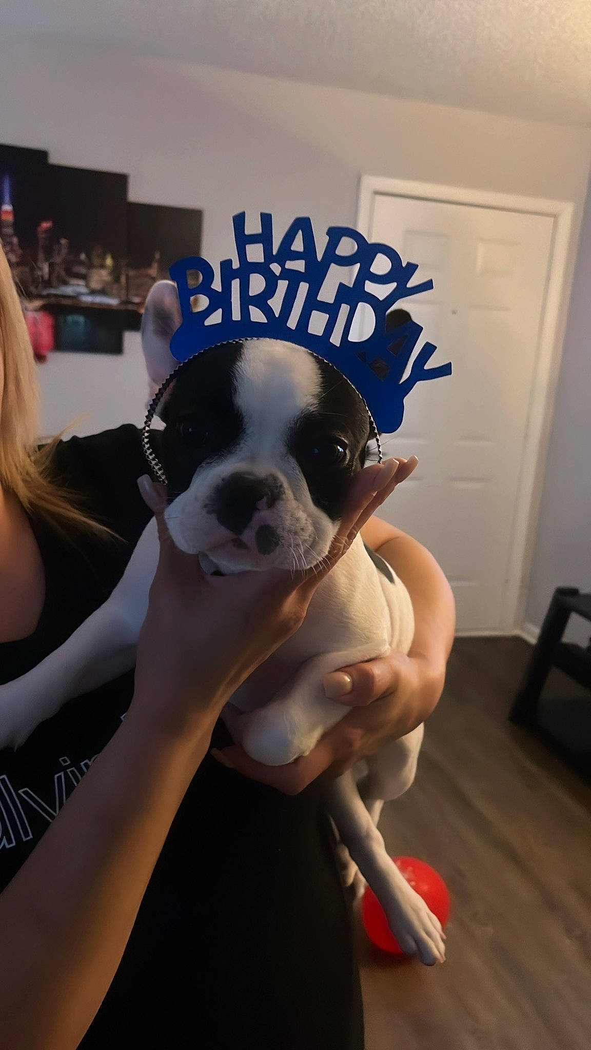 Oreo is registered to the contest to win money with this photo: ball, canidae, carnivore, companion_dog, cool, costume, dog, dog_breed, door, eyewear, fawn, flooring, fun, fur, personal_protective_equipment, snout, sporting_group, stuffed_toy, t_shirt, toy