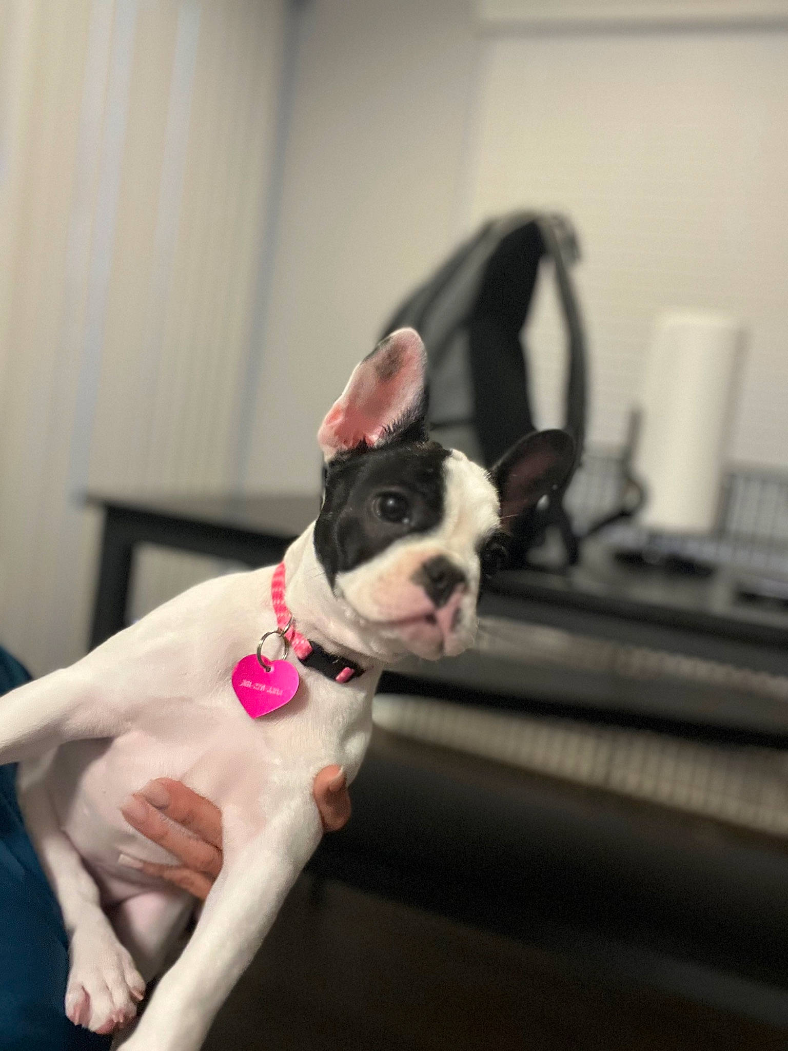 Oreo joined the competition — help win amazing prizes! bulldog, canidae, carnivore, collar, comfort, companion_dog, computer_keyboard, dog, dog_breed, dog_collar, fawn, human_leg, knee, non_sporting_group, office_equipment, snout, sporting_group, thigh, window, working_animal