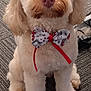 accessory, adorable, animal, bow_tie, canine, carpet, companion, cute, decorative, dog, domestic, fluffy, friendly, fur, indoor, indoors, pet, portrait, sitting, waiting