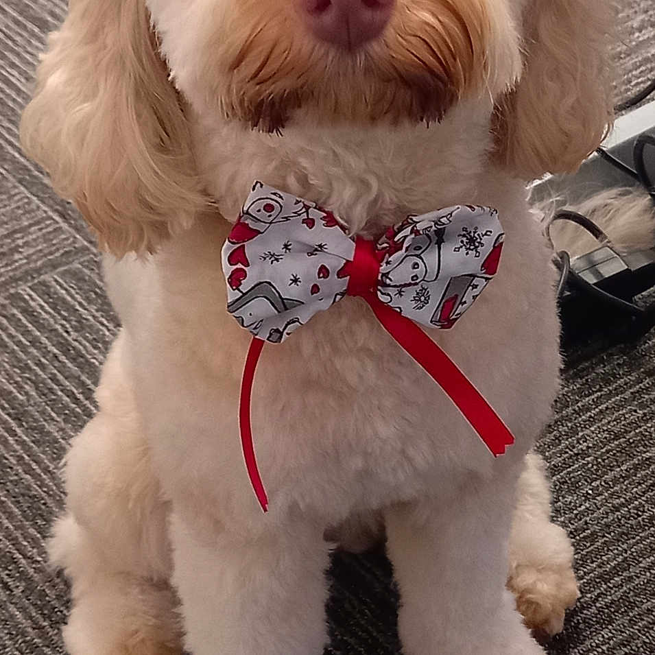 Willow is registered to the contest to win money with this photo: accessory, adorable, animal, bow_tie, canine, carpet, companion, cute, decorative, dog, domestic, fluffy, friendly, fur, indoor, indoors, pet, portrait, sitting, waiting