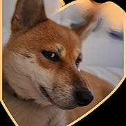 Suki a rejoint le concours — aidez-le/la à gagner de superbes lots ! bed, blurred, brown_coat, canine, close_up, cute, dog, ears, fur, heart_frame, indoor, nose, nose_closeup, pet, pillow, portrait, shiba_inu, side_eye, snout, whiskers