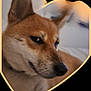 bed, blurred, brown_coat, canine, close_up, cute, dog, ears, fur, heart_frame, indoor, nose, nose_closeup, pet, pillow, portrait, shiba_inu, side_eye, snout, whiskers