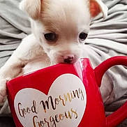 Pearl is registered to the contest to win money with this photo: puppy, dog, mug, red, white, blanket, cute, pet, animal, cozy, morning, text, heart, indoor, small, curious, snout, soft, relax, comfort