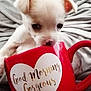 puppy, dog, mug, red, white, blanket, cute, pet, animal, cozy, morning, text, heart, indoor, small, curious, snout, soft, relax, comfort