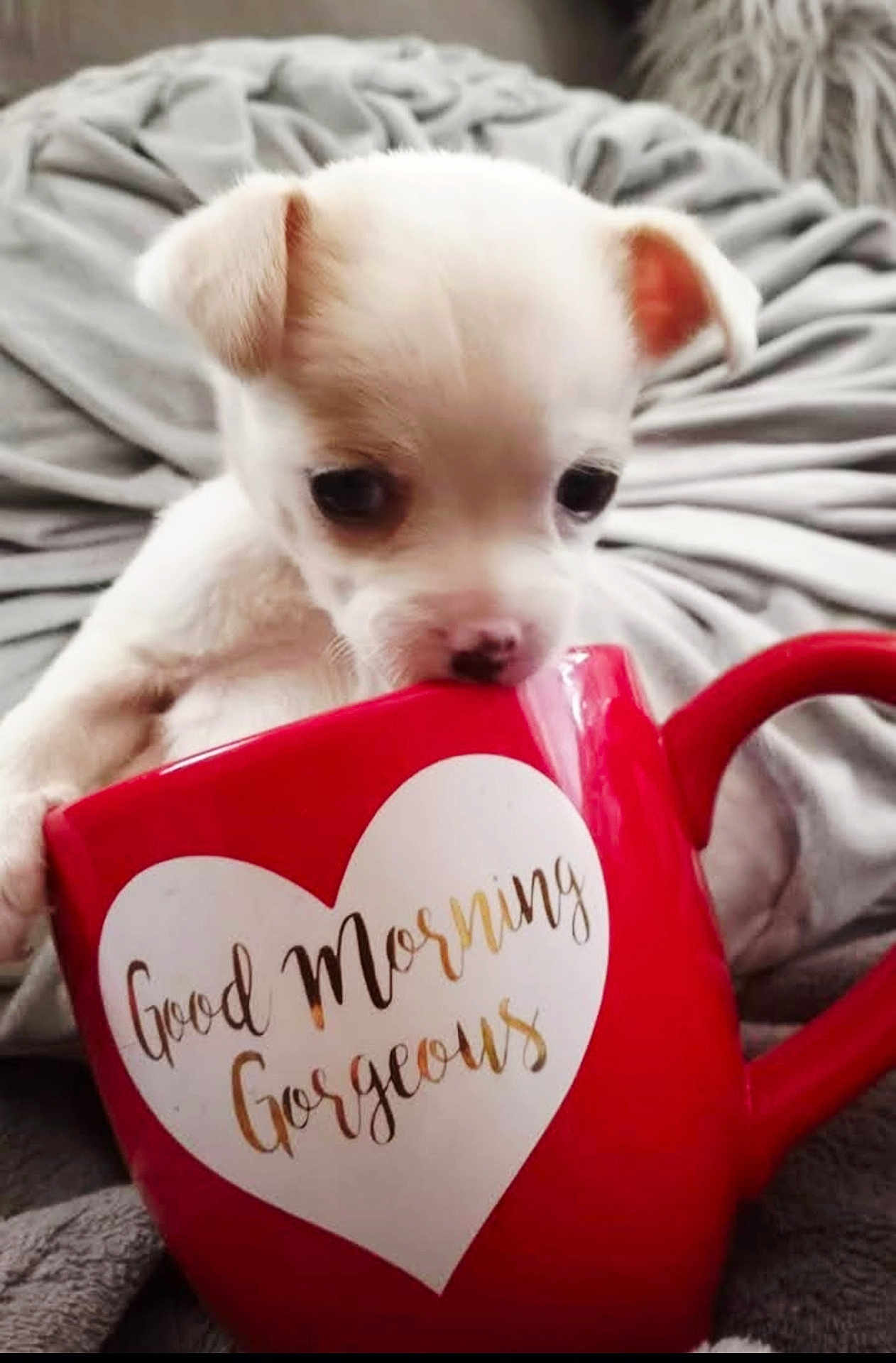 Pearl is registered to the contest to win money with this photo: puppy, dog, mug, red, white, blanket, cute, pet, animal, cozy, morning, text, heart, indoor, small, curious, snout, soft, relax, comfort