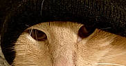 Simba is registered to the contest to win money with this photo: animal, beige, brown, cat, close_up, cozy, cute, domestic_animal, face, fur, hat, headwear, indoor, knit_hat, looking, mammal, pet, portrait, whiskers