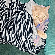 Simba joined the competition — help win amazing prizes! animal, blanket, cat, couch, cozy, domestic_cat, face, feline, fur, green_couch, indoor, orange_cat, paw, pet, relaxed, resting, sleepy, soft, whiskers, zebra_pattern