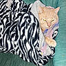 animal, blanket, cat, couch, cozy, domestic_cat, face, feline, fur, green_couch, indoor, orange_cat, paw, pet, relaxed, resting, sleepy, soft, whiskers, zebra_pattern