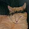 animal, cat, couch, cozy, cute, domestic_animal, ears, feline, fur, greenery, indoor, lazy, leaf_crown, orange_cat, pet, portrait, relaxed, resting, sleeping, whiskers