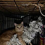 Simba is registered to the contest to win money with this photo: cat, orange_cat, cage, artificial_tree, christmas_tree, pet, animal, indoor, dim_lighting, claw, curious, feline, fur, whiskers, paw, wire_cage, container, dark_background, pet_food, plastic