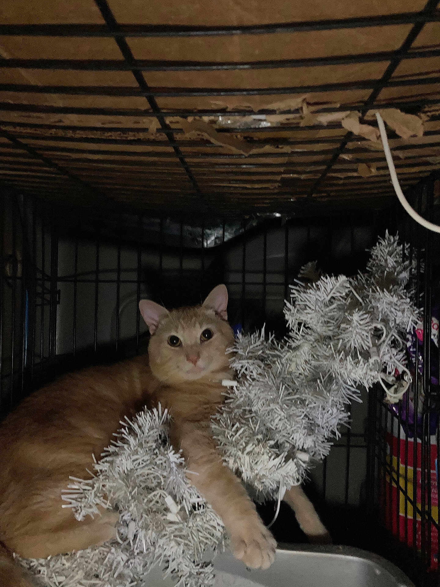 Simba is registered to the contest to win money with this photo: cat, orange_cat, cage, artificial_tree, christmas_tree, pet, animal, indoor, dim_lighting, claw, curious, feline, fur, whiskers, paw, wire_cage, container, dark_background, pet_food, plastic