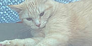Princess is registered to the contest to win money with this photo: animal, calm, cat, closeup, cream_colored, domestic, ears, feline, foil, fur, indoor, lounging, metal_surface, paws, pet, relaxed, resting, sleepy, textured_background, whiskers