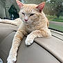 Princess is registered to the contest to win money with this photo: animal, car_interior, cat, closeup, cute, dashboard, feline, fur, glass, greenery, indoor, orange_tabby, outdoor, paw, pet, relaxed, resting, sleepy, whiskers, window