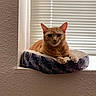 animal, cat, cozy, cute, domestic_cat, ears, feline, fur, home_interior, indoor, looking_at_camera, orange_tabby, paws, pet_bed, relaxed, resting, soft_light, whiskers, window_blinds, windowsill